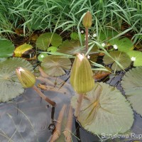 Nymphaea pubescens Willd.